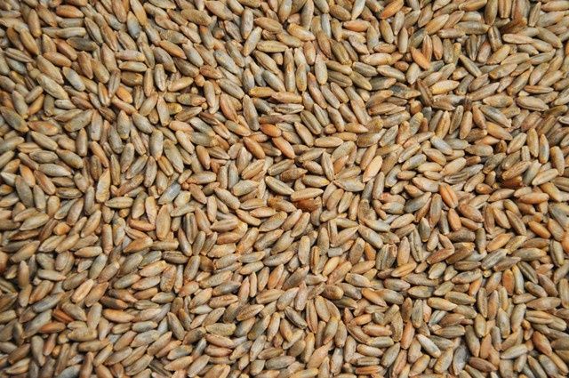 Жито "рожь" чисте не труєне на борошно та посів