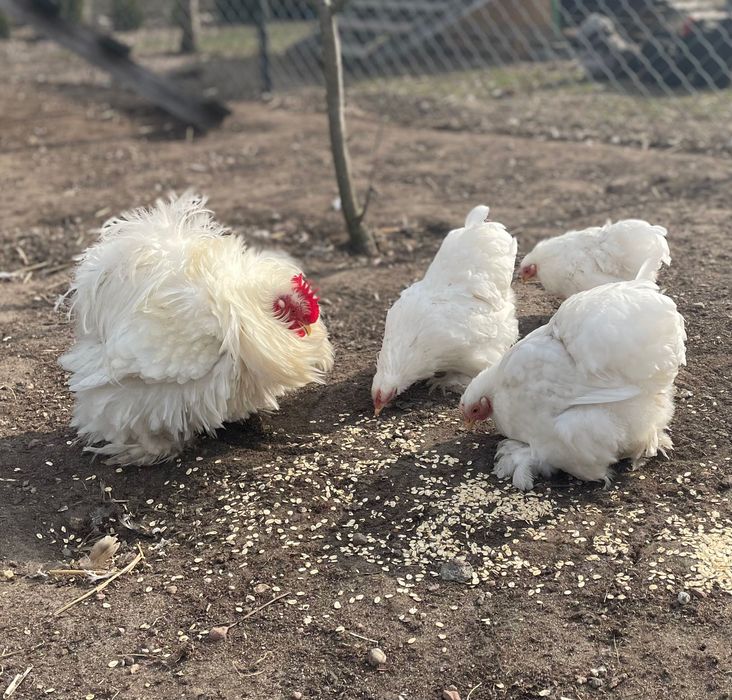 Kochin karzełek i olbrzymi -  jaja lęgowe