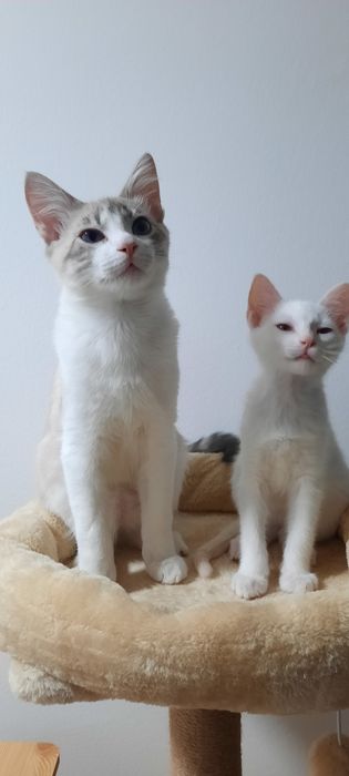 House sitter e Pet Sitter