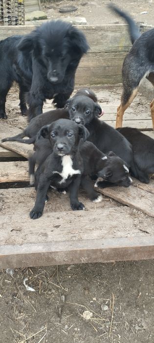 Szczeniaki szukają domu