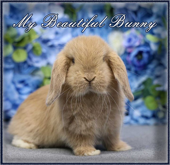 Piekny Królik Mini Lop - CREAM