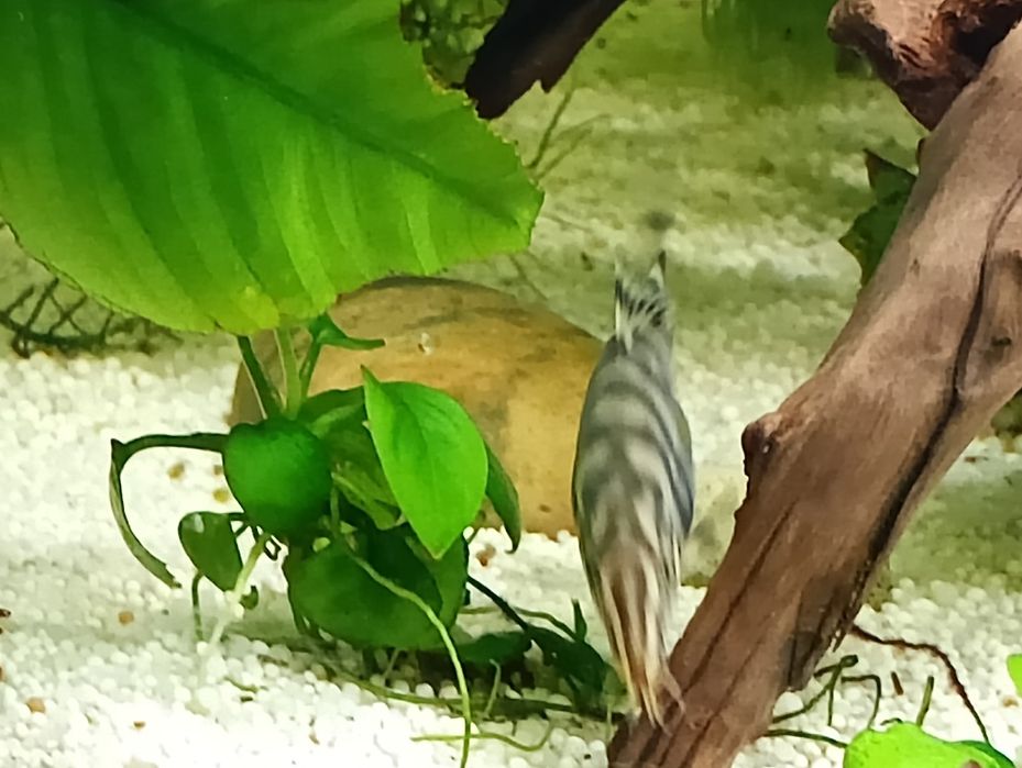 Peixe botia lohachata