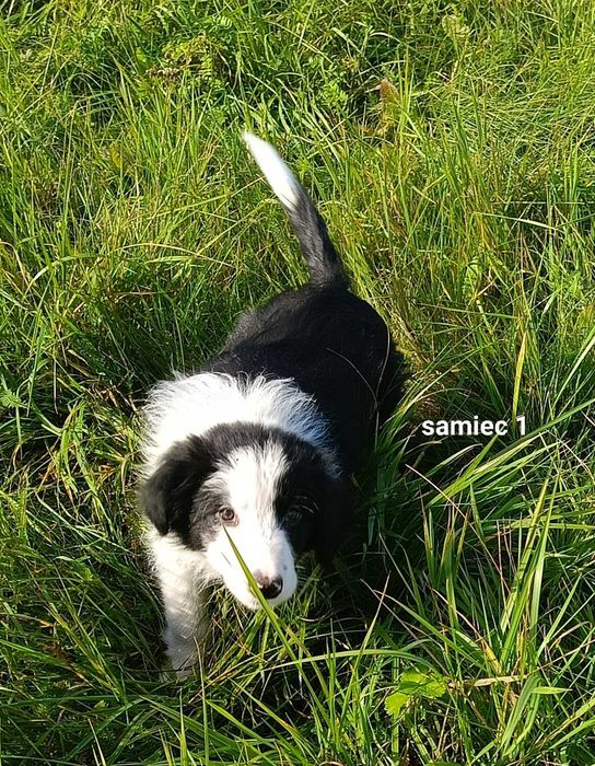 Border collie chłopiec z rodowodem