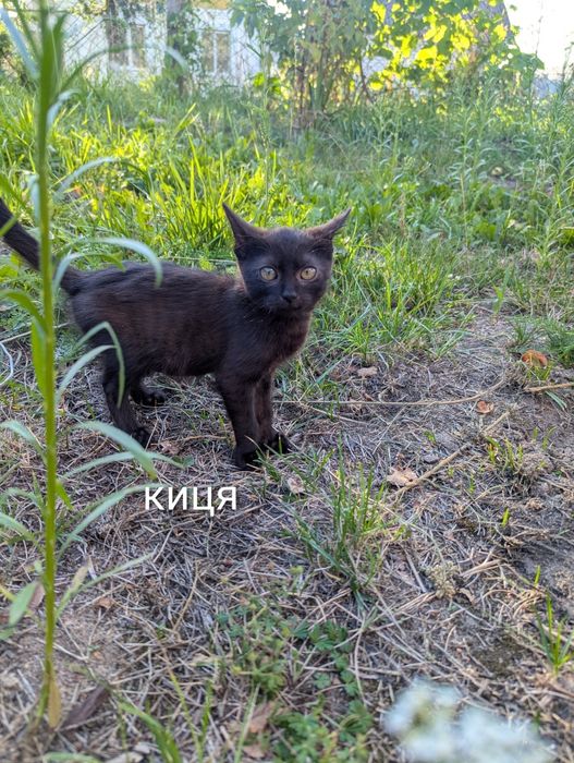 віддам кошенят, кота, кицю