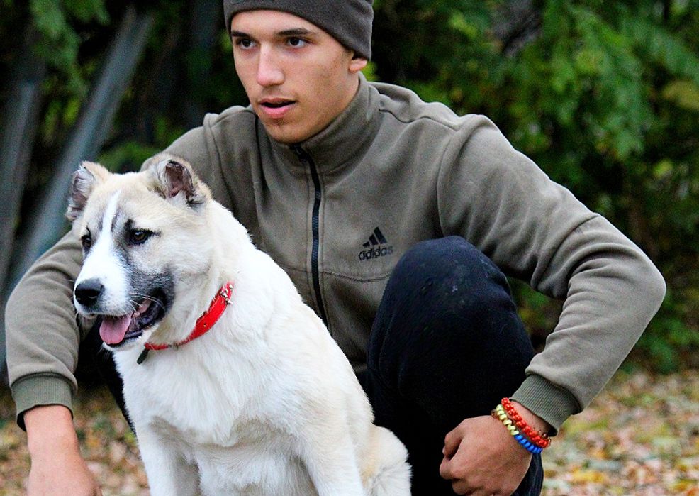 Кавказець-вовкодав.