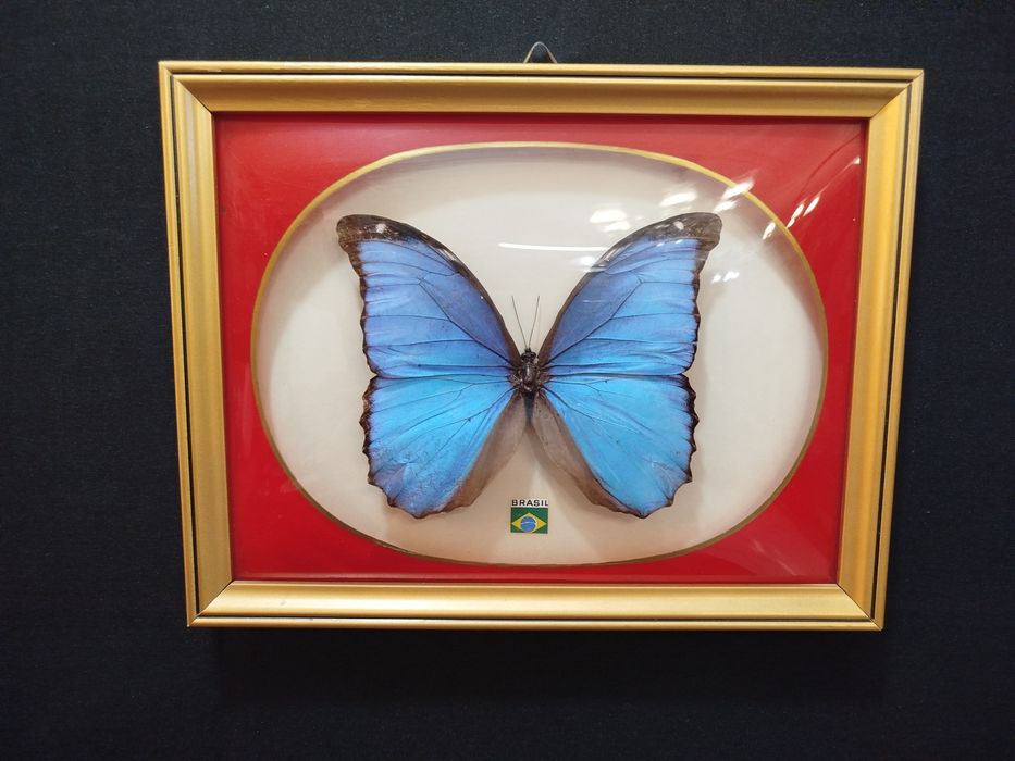 Quadro com Borboleta