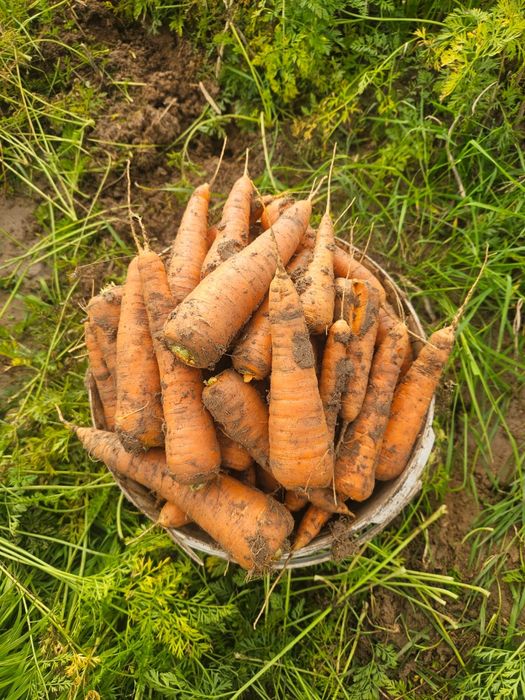Sprzedam marchew jadalna większą ilość