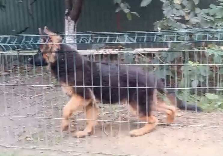 Німецька вівчарка