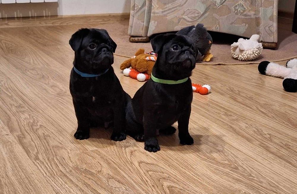 Corrado śliczny mopsi chłopaczek. Mopsy, mopsiki ZKwP/FCI. Świecie