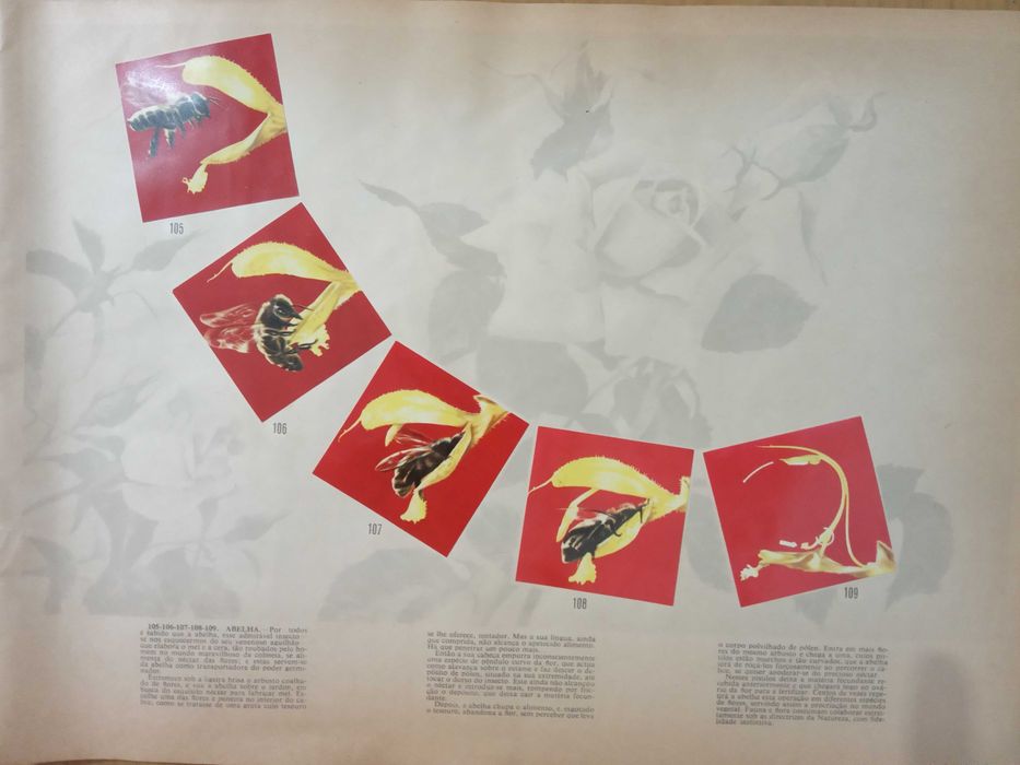 Caderneta de cromos completa Segredos do Mundo Animal