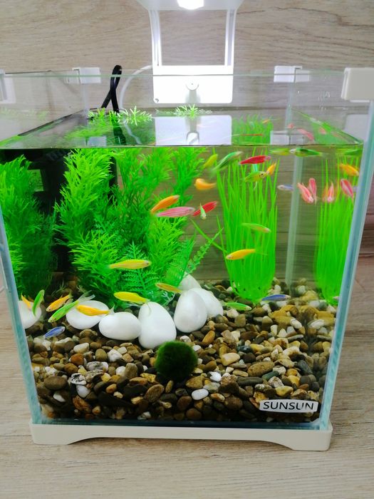 Акваріумний комплект з рибками 10л | Все включено | Доставка по Києву