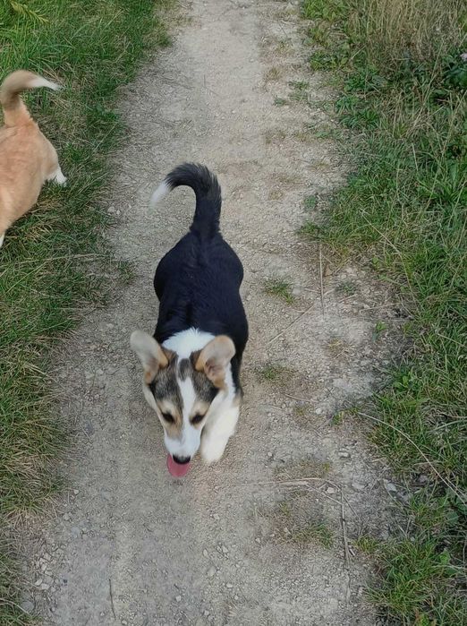Welsh Corgi Pembroke piesek tricolor długi ogonek hodowla KAMA