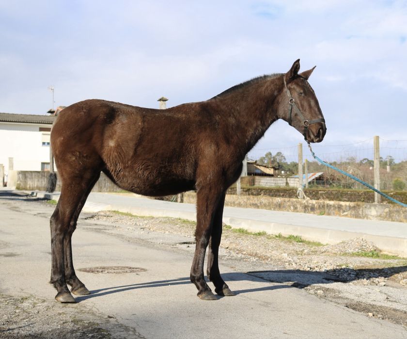 Poldra lusitana preta 1 ano