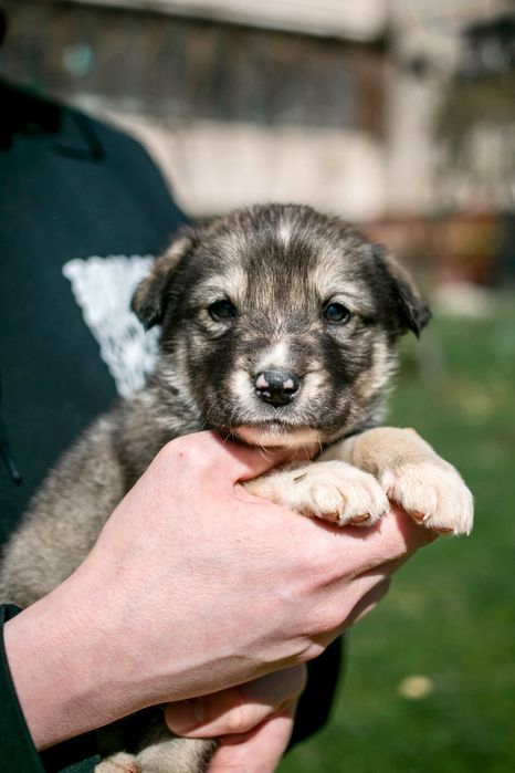 Цуценята шукають дім