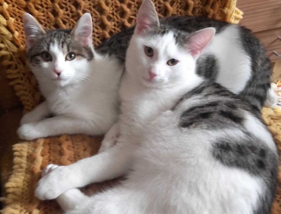 Kotki pełne miłości, 6 mies.