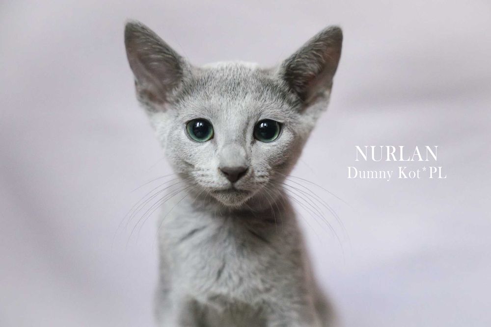 Kocurek Rosyjski Niebieski z rodowodem FIFe