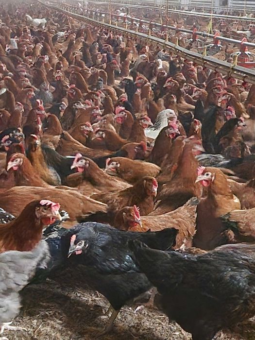 Kury nioski Rosa z wolnego wybiegu. Messa z jajkiem.Dowóz Gratis.