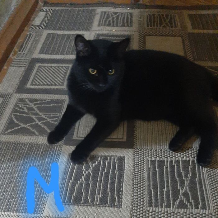 Отдаем котят в хорошие руки!