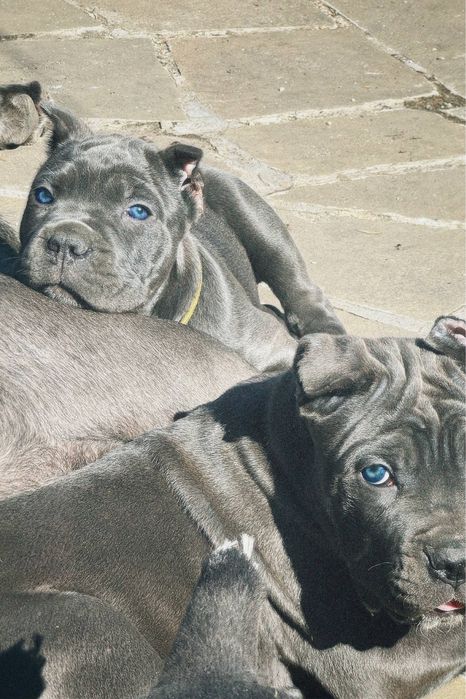 Хлопці і дівчата для броні