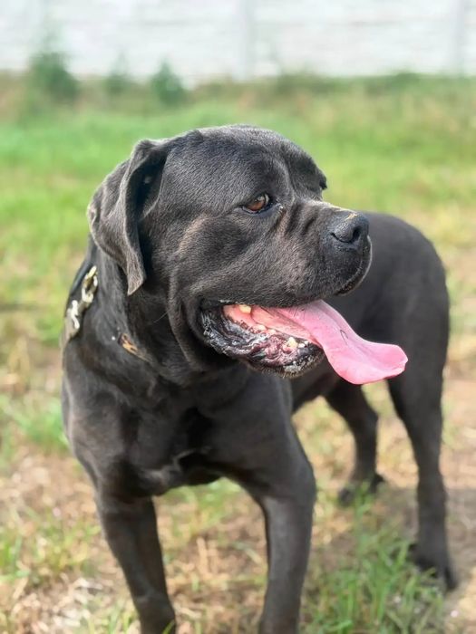 Kanion nasz Cane Corso