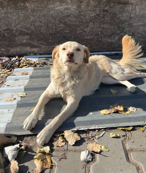 Отдам даром в добрые руки собаку метис ретривера