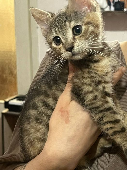 Кошеня СІМБА дівчинка 4 місяці