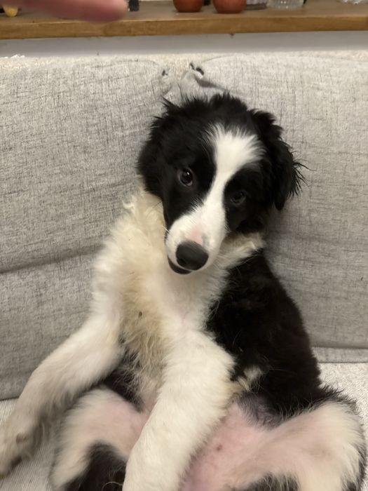 Border Collie do adopcji (ZAREZERWOWANA)