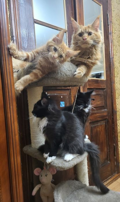 Котята Мейн-кун с питомника