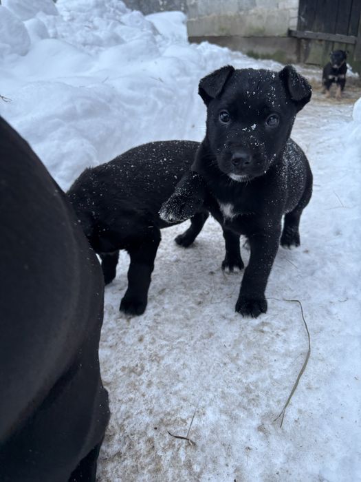 Oddam pieski w dobre ręce!