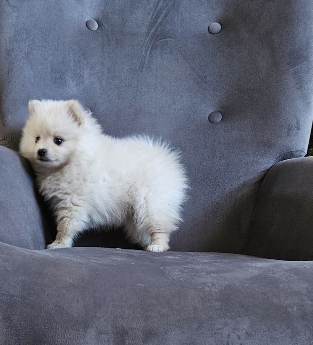 Pomeranian boo aktualne