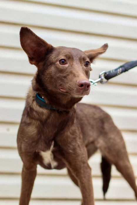 Милая собачуля ищет дом