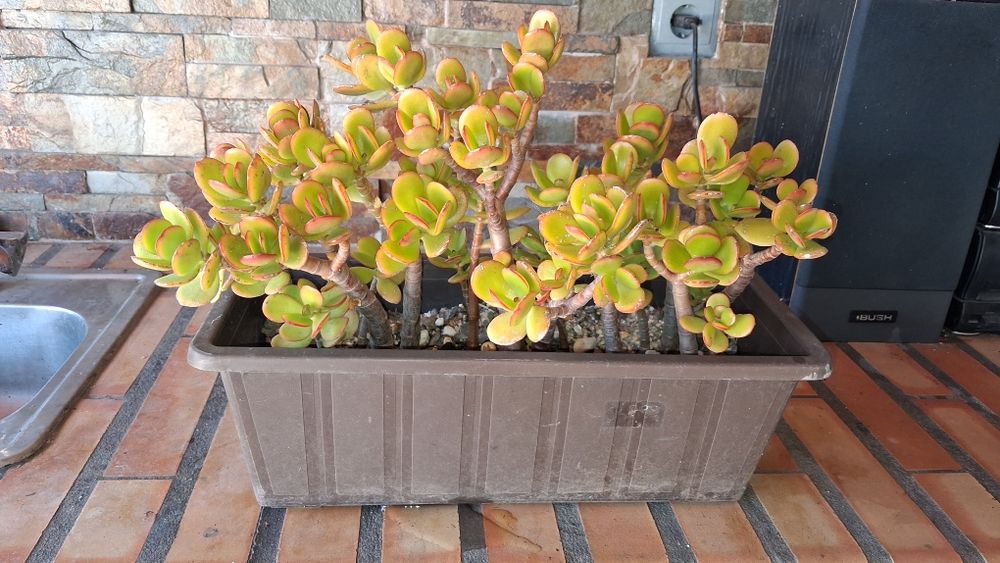 Planta  Flor natural suculenta em vaso retangular