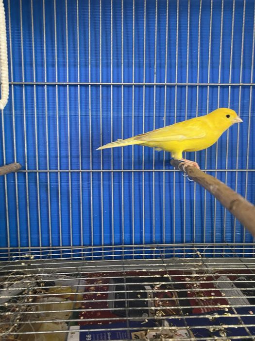 LER DESCRIÇÃO! vendo canarios! e gaiolas, dispenso tudo !
