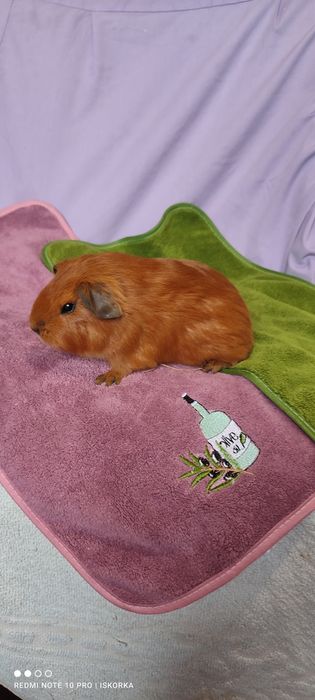Червона Каліфорнія морська свинка хлопчик один місяць