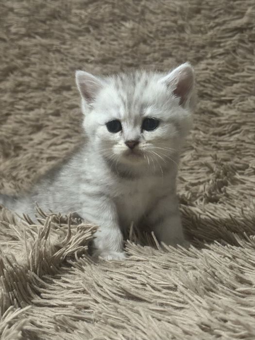 Кошеня шотландська