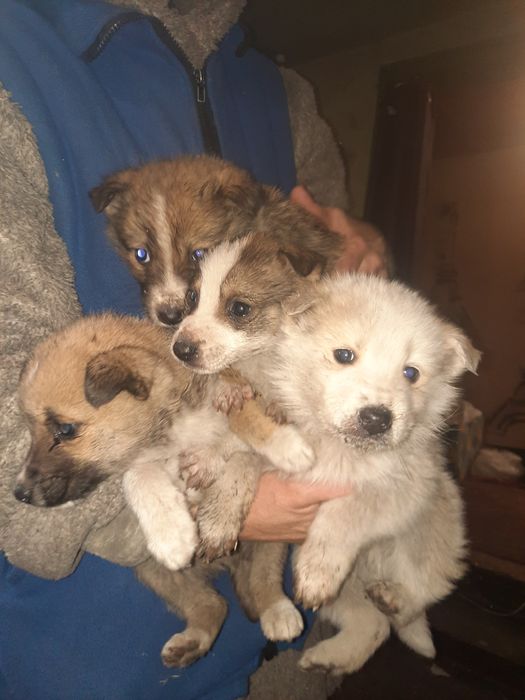 Віддам в добрі руки