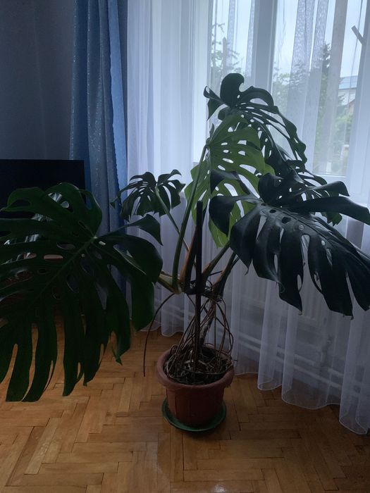 Продам кімнатні рослини