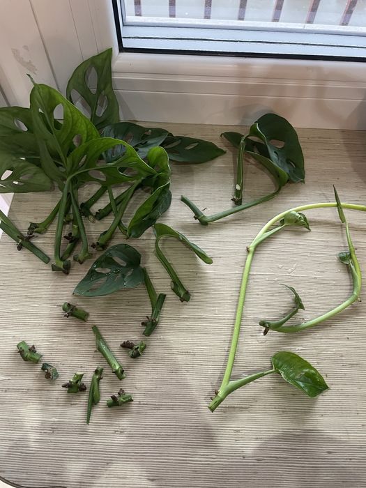 Монстера Манки, Монстера Адансона, черенки