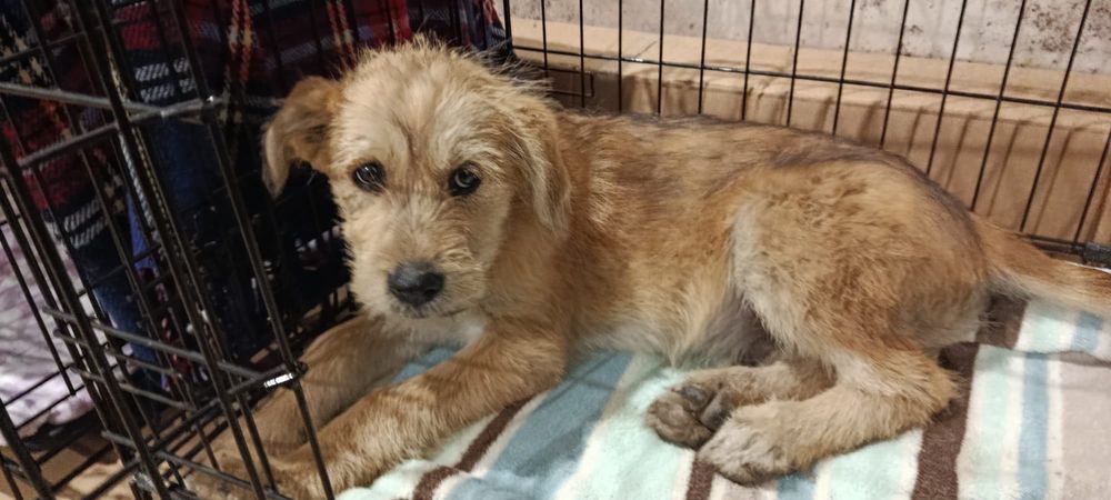 Cães bebés para adoção responsável