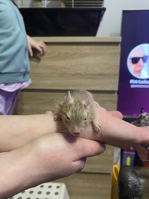 Koszatniczki za darmo