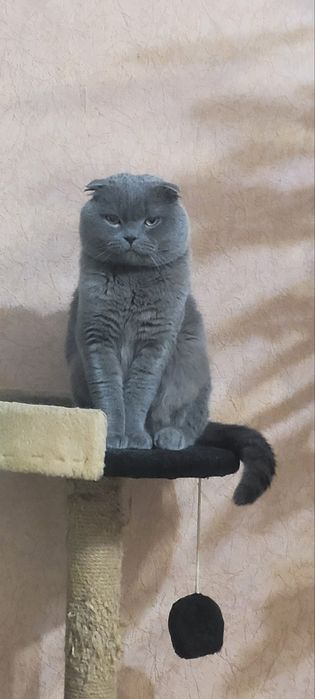 Котенки скотиш страйд {прямоухие} и {веслоухие} осталось две)))