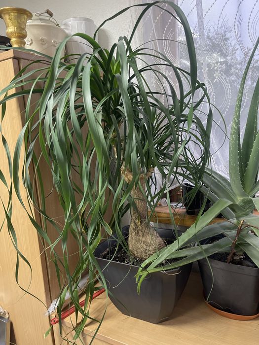 Кімнетні рослини пальми в асортименті
