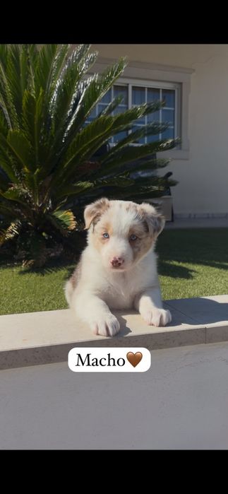 Border collie macho