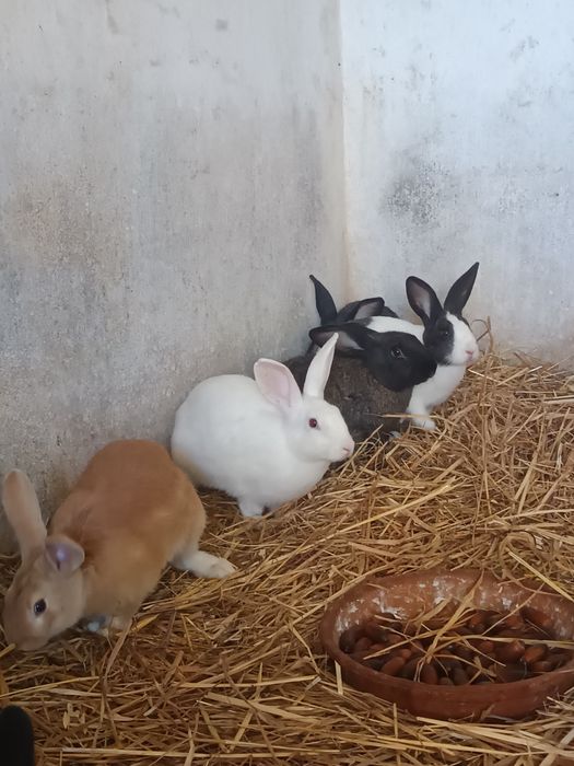 Coelhos para criação