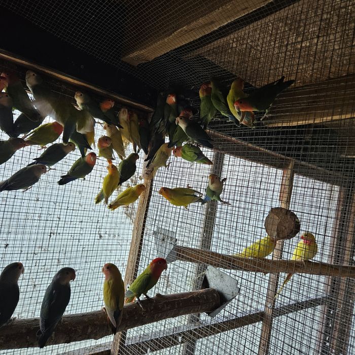 Nierozłączki papugi