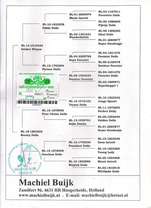 Młode Ardeny Org M. Buijk Para 126 gołębie pocztowe gołąb daleki dyst