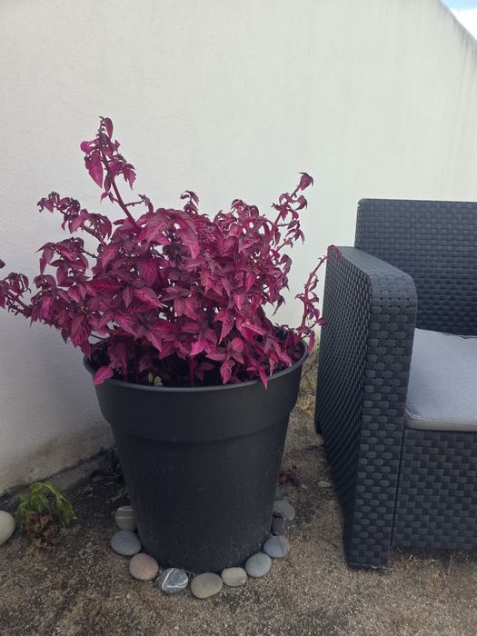 2 Conjuntos decorativos premium –  2 vasos modernos com plantas fúcsia vibrantes