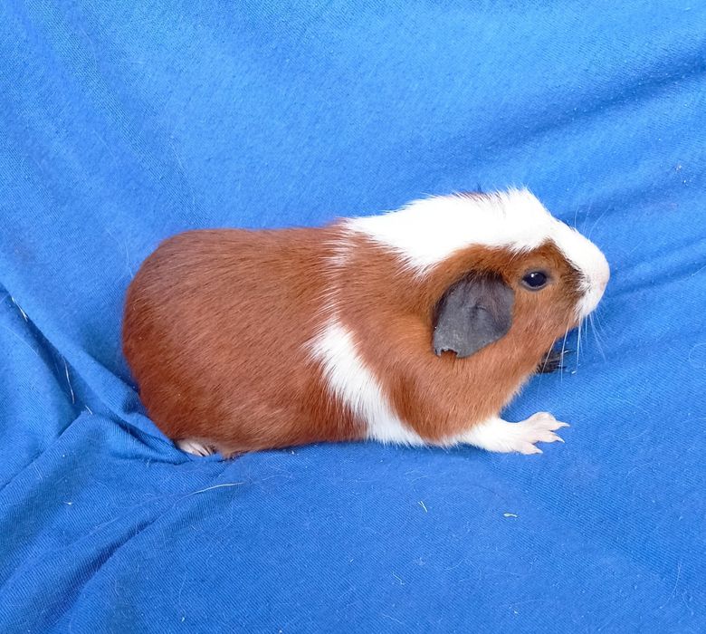 Питомник морских свинок