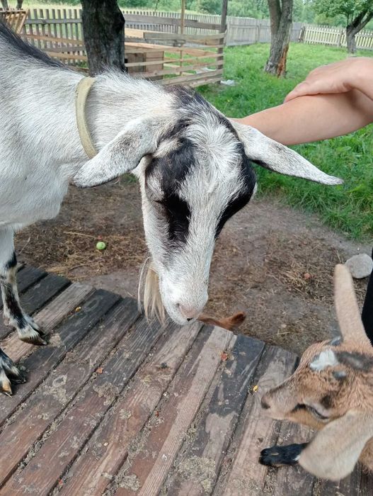 Продам козу Житомирська область ціна 3000