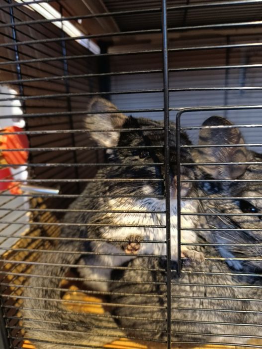 Czarna Perła - SPRZEDAM